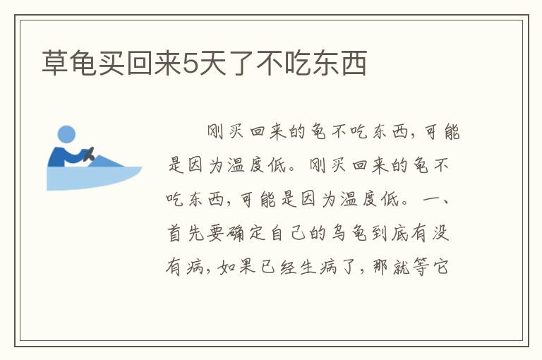 草龟买回来5天了不吃东西