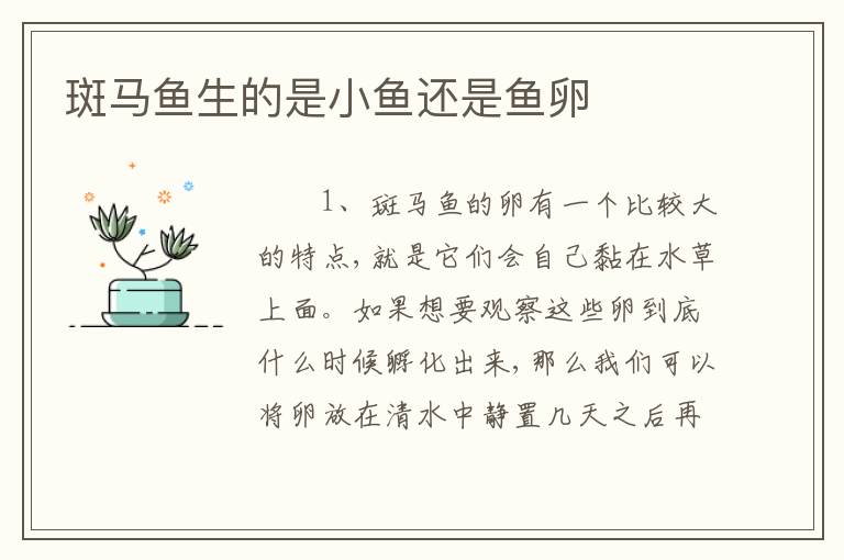 斑马鱼生的是小鱼还是鱼卵